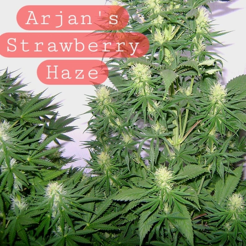 Arjan's Strawberry Haze