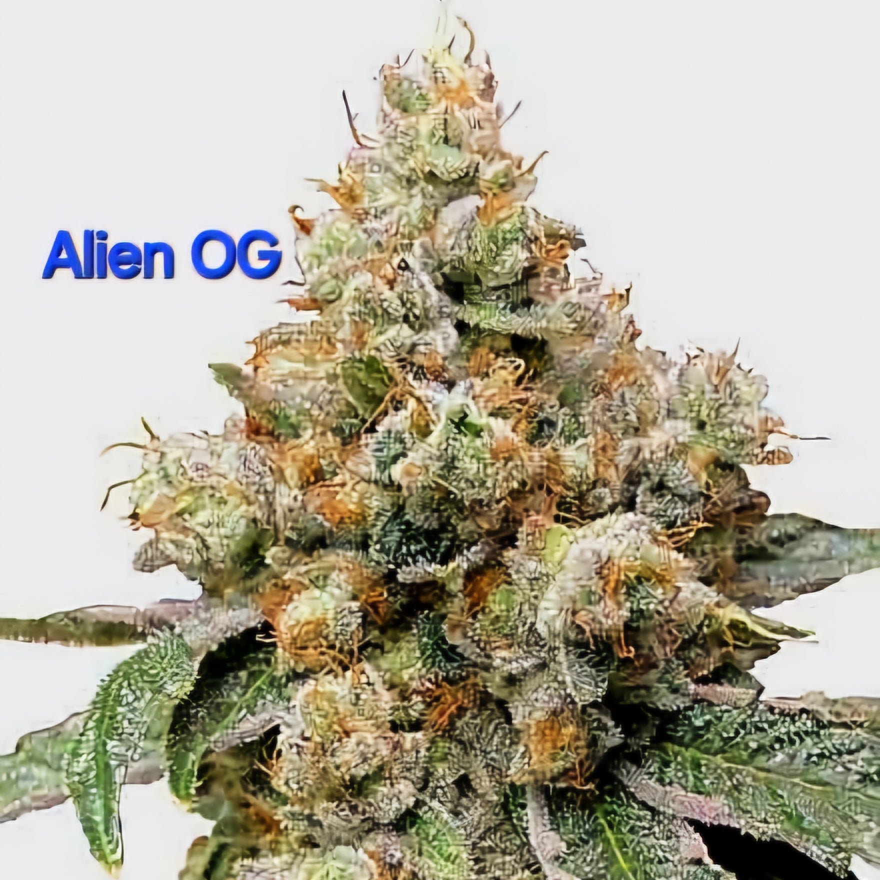 Alien OG