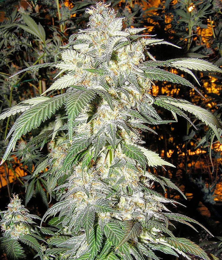 Alaskan Thunder Fuck